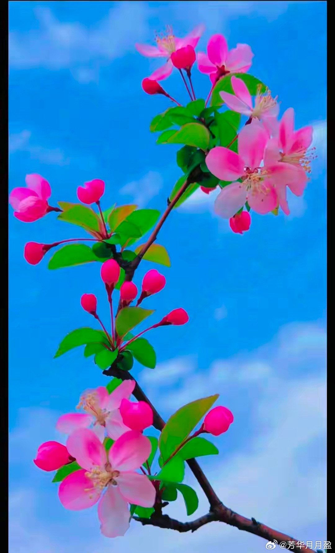 张雪峰说：“我孩子她妈有个特点，她明明可以不工作，但非要自己找点事做。我跟她说没