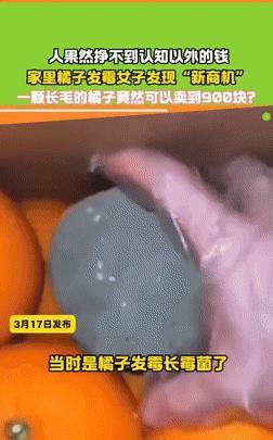 “简直是赚翻了！”3月16日，一女子在家中发现了新商机，那就是完全发霉变绿的橘子