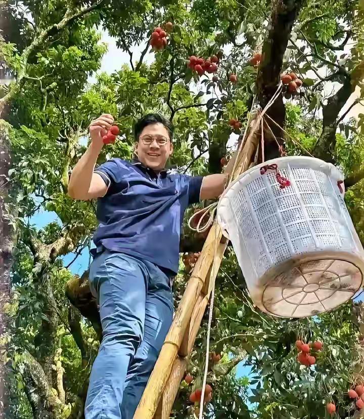 看来明星带货能力是真强全红婵在家摘了几天荔枝忽然发现霍启刚也来效仿了看他也有模有