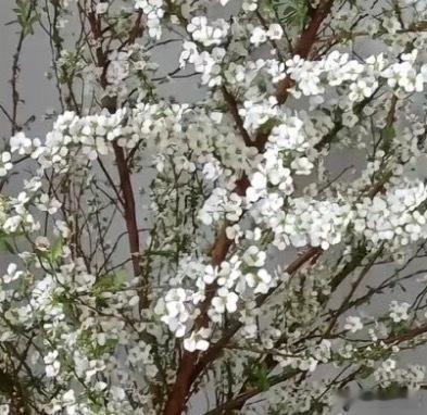雪柳（喷雪花）1.栽培方式：园土+腐叶土，中性微酸土，耐贫瘠；落叶灌木，优先地