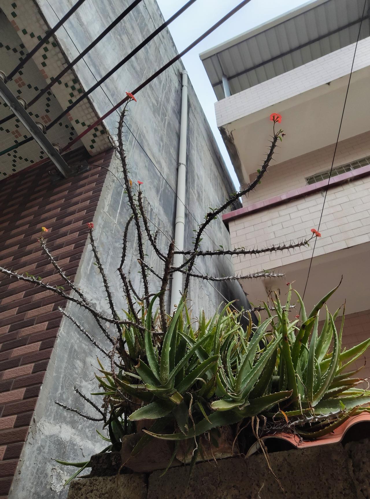 邻居家围墙上这丛植物也太有个性了！芦荟长得郁郁葱葱，叶片厚实得很，旁边的龙骨