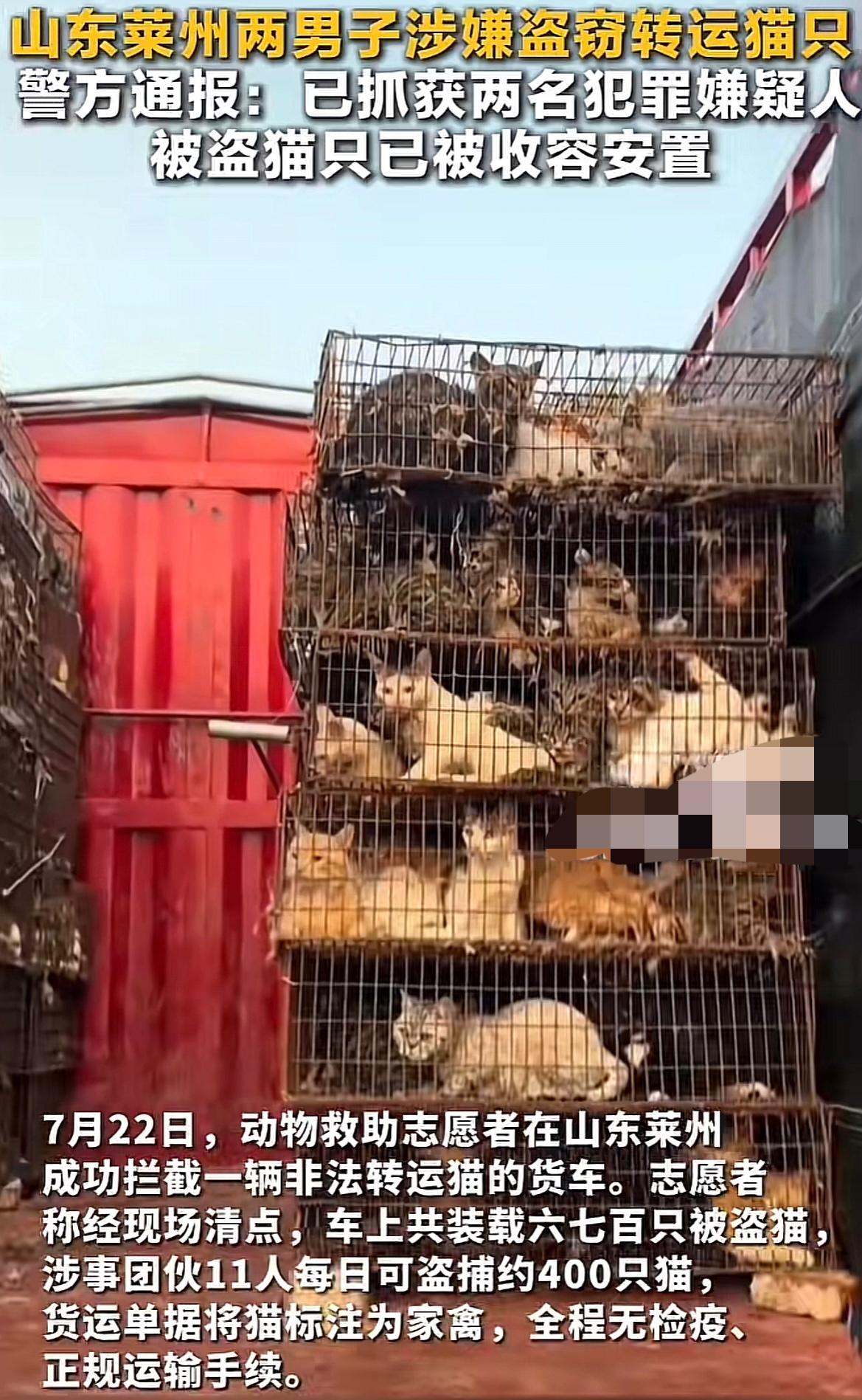 山东烟台，近日被救猫接力刷屏了，几百只毛孩子被诱捕，差点被3元一斤卖掉，还好在烟