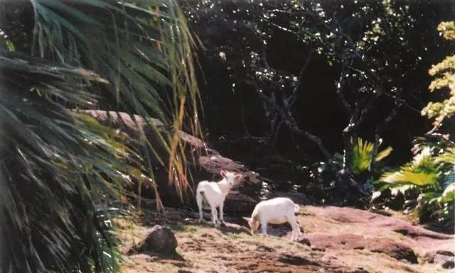 万万没想到，钓鱼岛山羊竟是日本人放的，一位常出海的渔民告诉我：3.9平方公里的钓