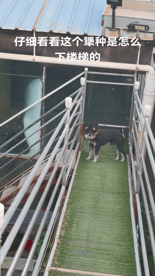 这狗子是有点东西在身上的！春日放个疯​​​