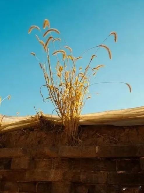 我爸和我妈吵架，我就为我爸说了句公道话，我妈就很生气的说要是把她气死了，她就把我