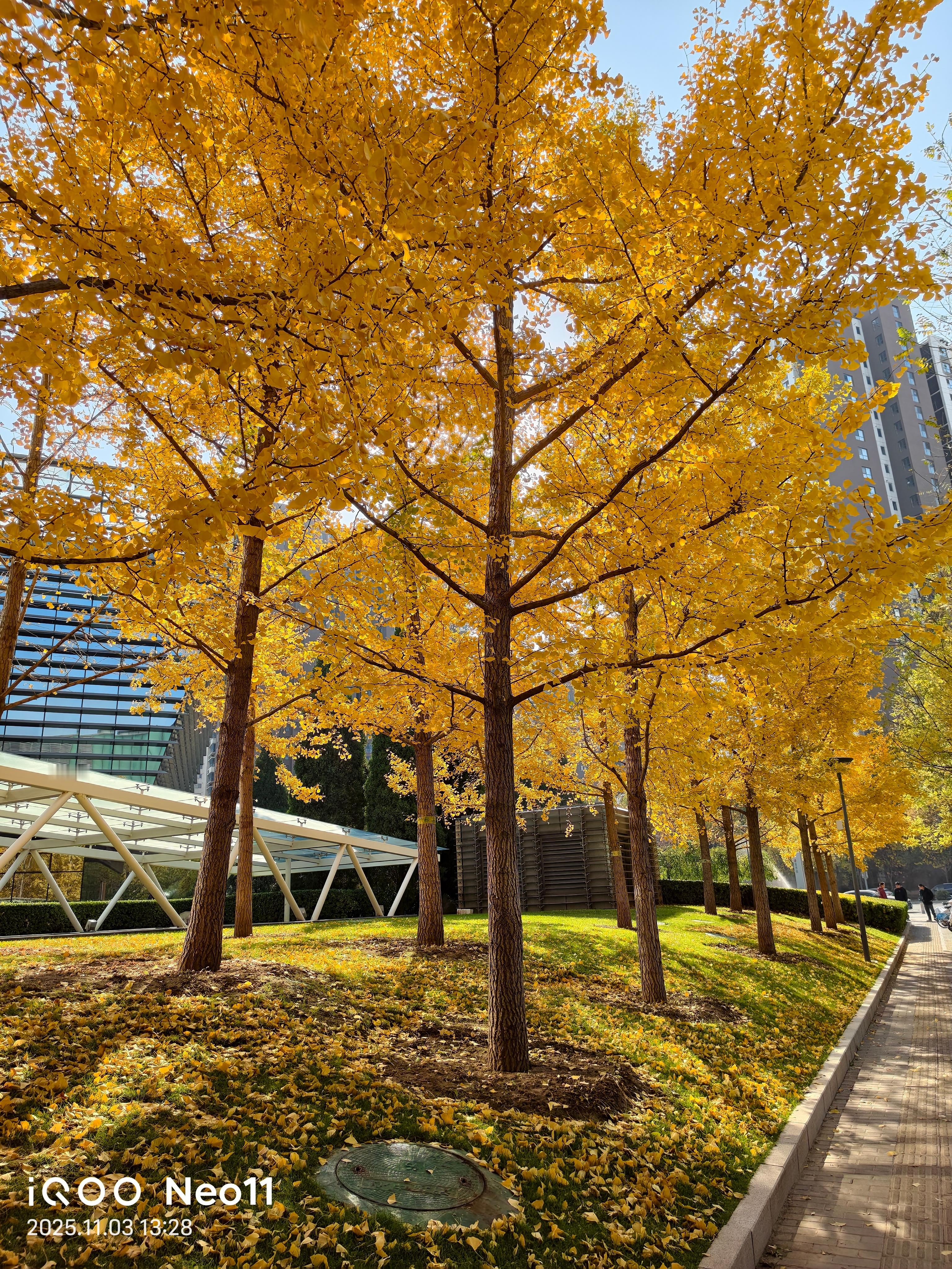 虽说iQOONeo11是主打游戏体验的手机，但是拍照也不错啊，北京的秋天🍂