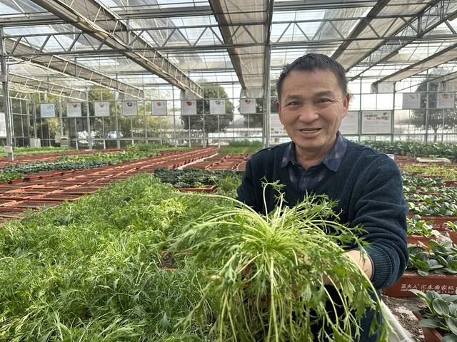 田七、紫苏、薄荷逐渐成为“家常菜” 药食同源特色蔬菜市场需求量大幅增长