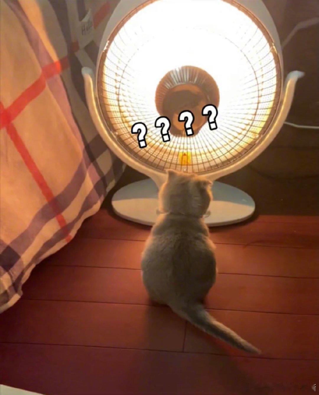 给小猫也配上小太阳