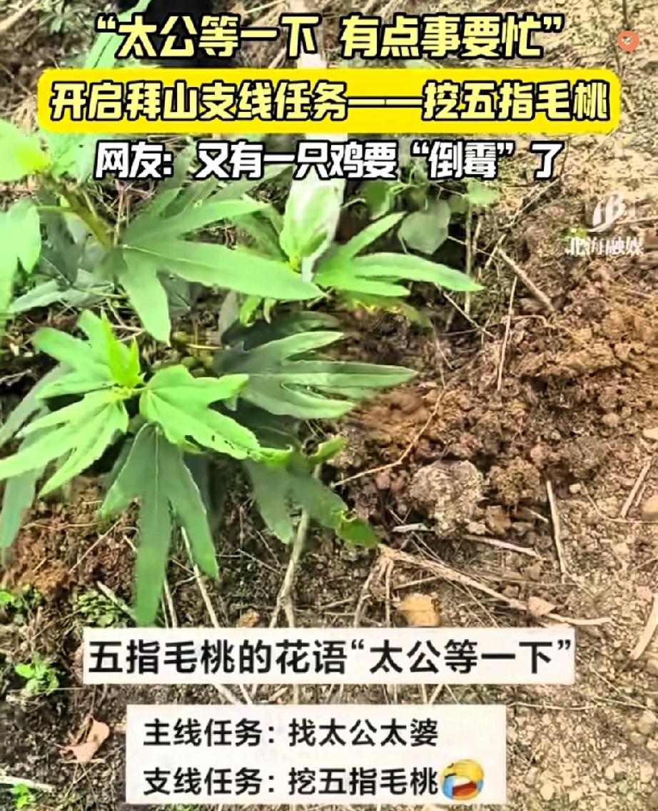 笑不活了！广西一家人上山祭祖，半路直接集体“叛变”，把先人晾一边，先围着一棵五