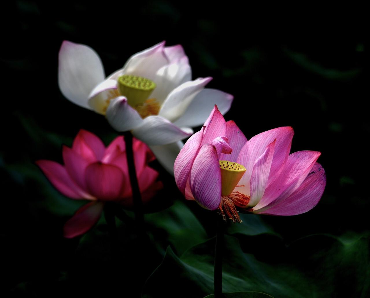 “荷叶罗裙一色裁，芙蓉向脸两边开。”把镜头里的荷，变成画卷里的诗。摄影是减