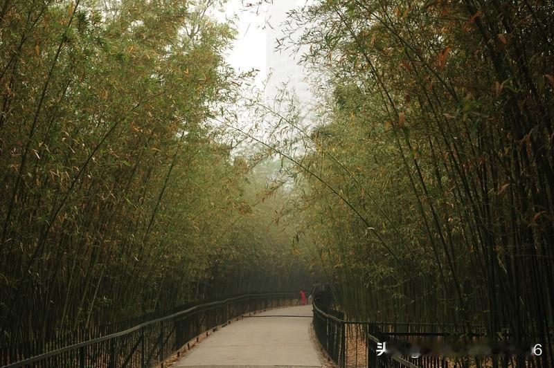 松叶竹叶叶叶翠，秋声雁声声声寒。雾锁山头山锁雾，天连水尾水连天。海到天边