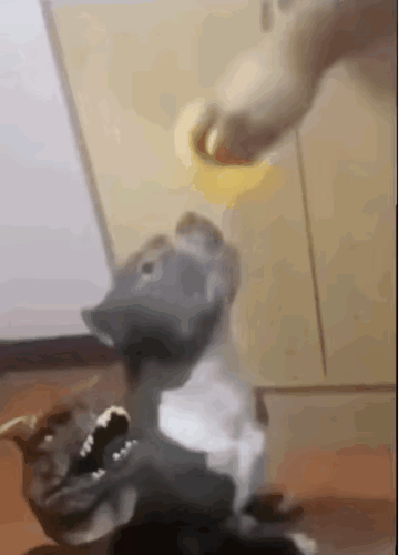 狗子:害怕极了。