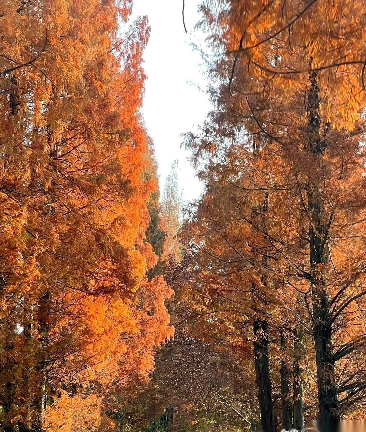 徒弟一个电话打过来，声音都变了：师傅，我感觉公司……是不是快不行了？我能说啥。