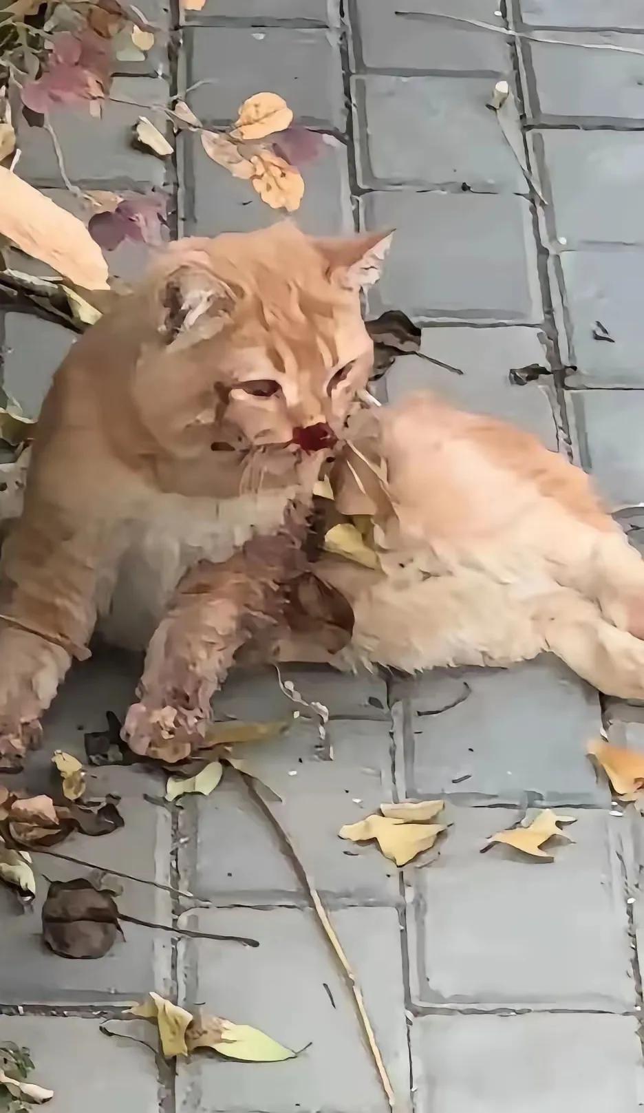 这只大橘猫是一只流浪猫，一位老奶奶经常投喂它，每次看到老奶奶出来，它都会跑到她跟