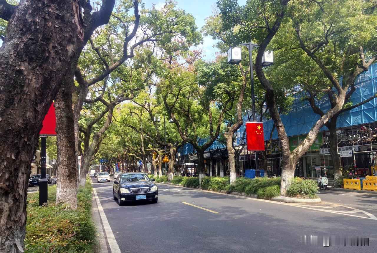 苏州姑苏养育巷姑苏绿植我在苏州喂鱼苏州园林小猫