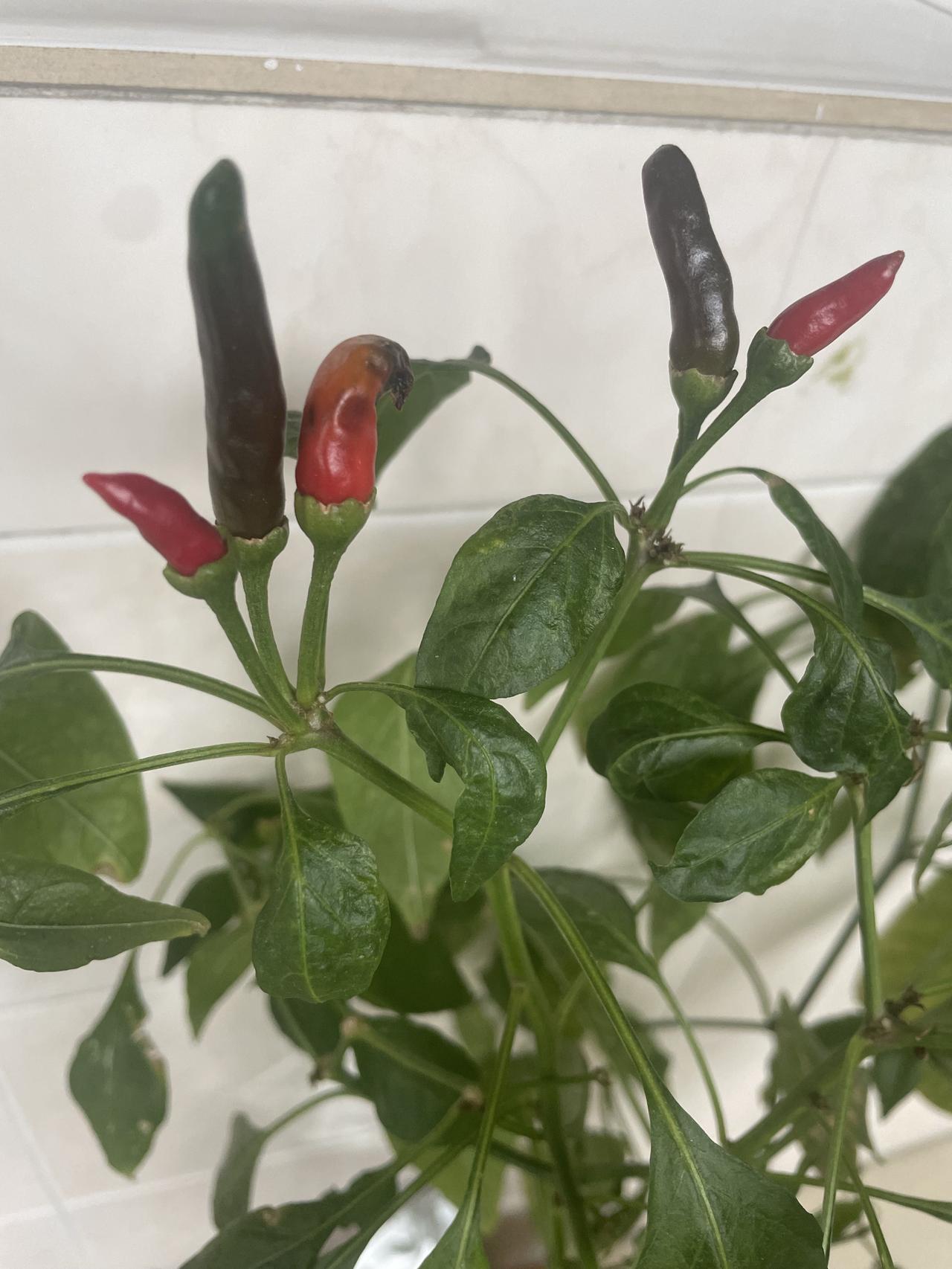 想问一下懂行的朋友，我这棵辣椒树今年还会继续开花结果吗？去年春天，我头一回学着种