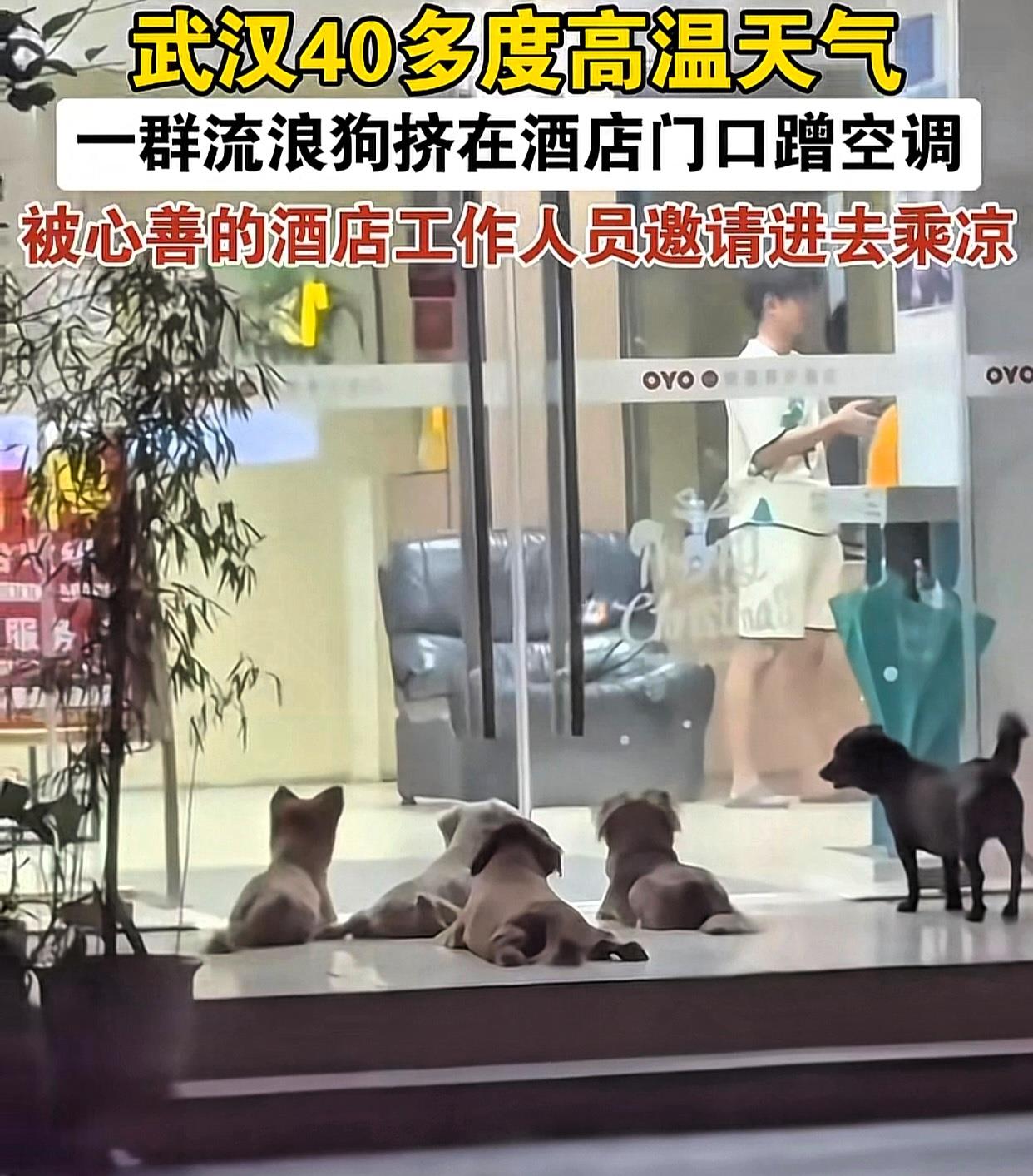 最近发生了两件和狗狗蹭空调有关的事件，反差可太大了！近日武汉，4