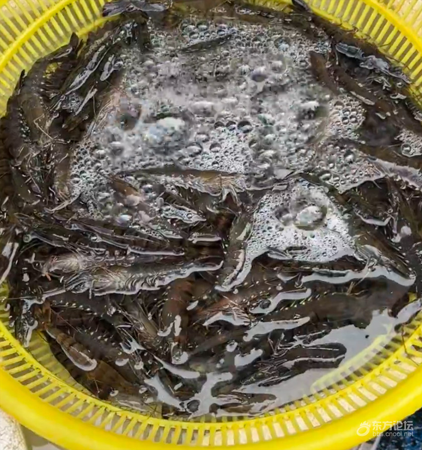 宁波网友逛个普通菜场被吓到芋艿要20一斤了❓随便买买就破百？宁波网友逛个普通菜