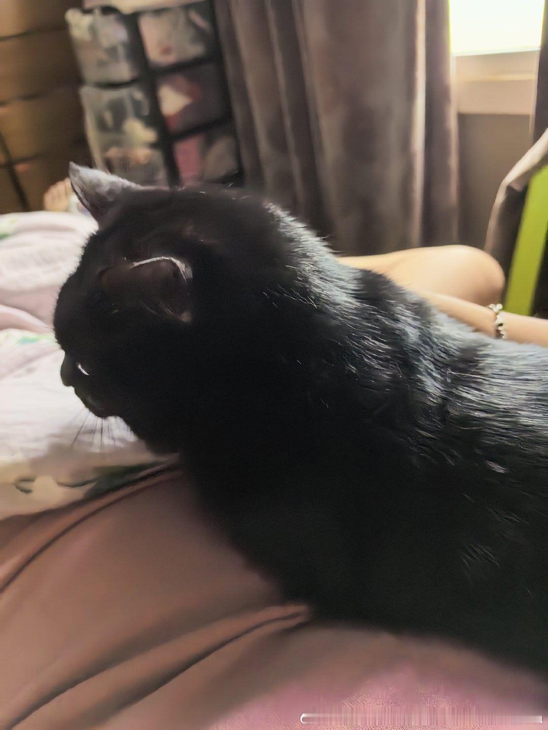 睡醒一只修猫咪上来找我贴贴妮娜一家星宝宝宝宝萌宠的日常