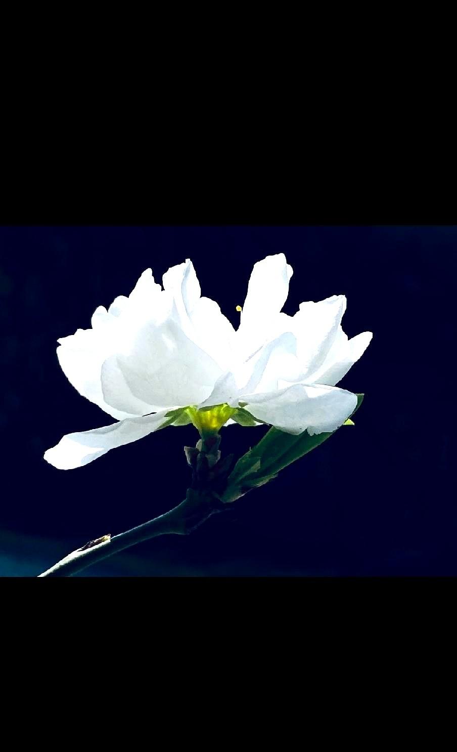 老刘头去世，死在了嫁到我村的独生女儿家。六年前，他力主独生女儿殡时摔盆。现在