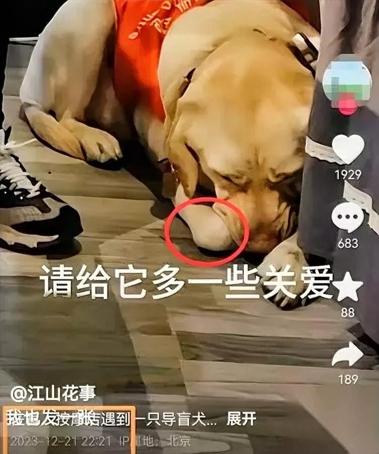 芬迪为啥总一脸忧伤？看完2年前视频我气炸了！原来它早用身体语言求救过——