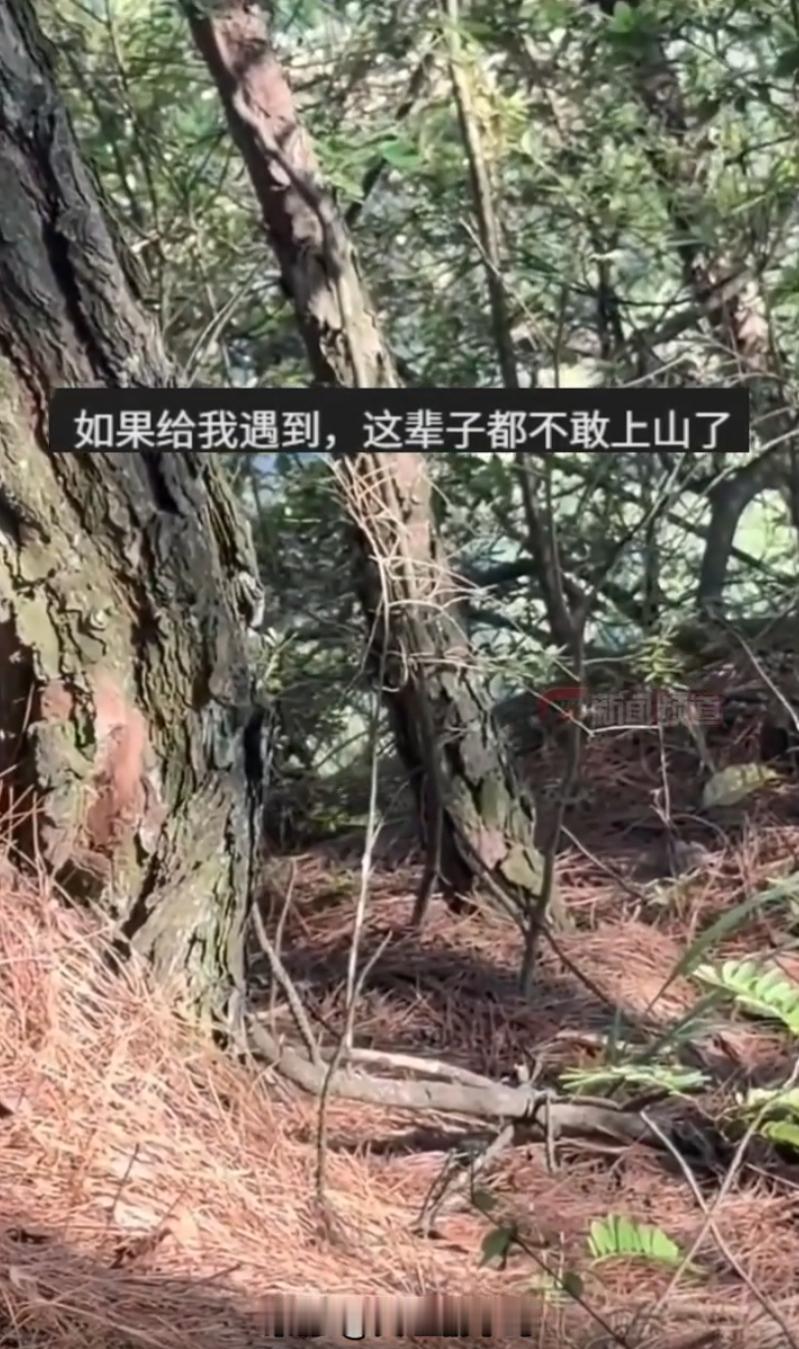 云南，一男子趁着晴好天气上山找野生菌，进山途中意外撞见惊险一幕。草丛里突然传来细