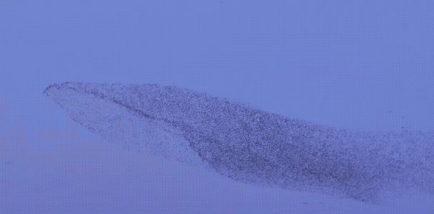 这就是鲲鹏？山东东营的网友拍到了鸟浪迁徙，因其数量庞大，在天空密密麻麻，而且形状