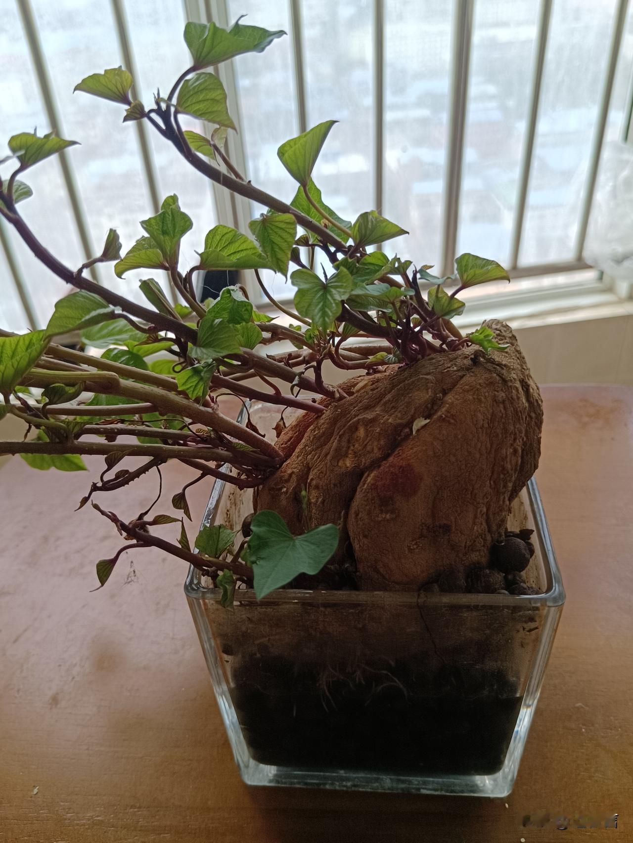 等闲插柳柳成荫老年人的晚年应该怎样度过?记录岁月里的自己退休伊始，我买养花书