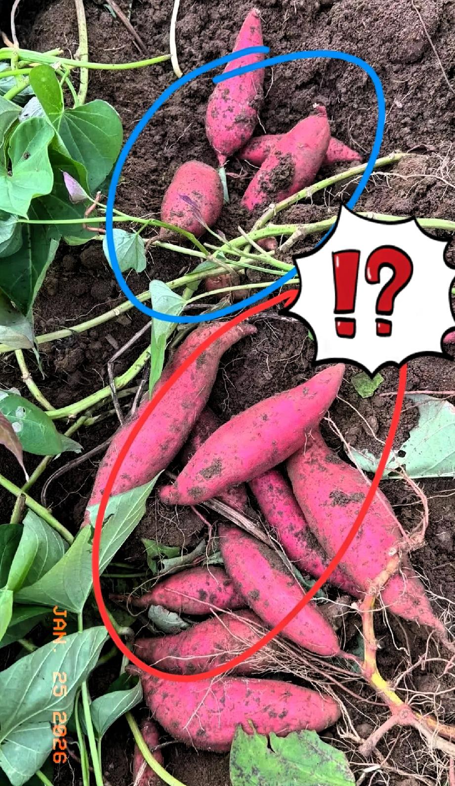 还有什么可以安全？太吓人了！近日，央视1月24日曝光的事，看完后背直冒冷汗！湖