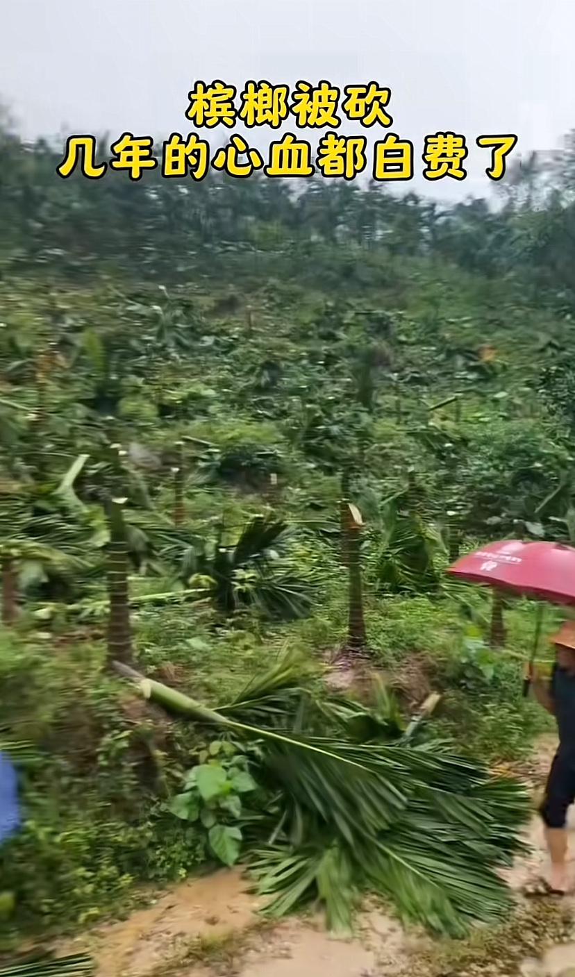 农户伤心的在地里大哭，几年的心血白干了！这事确实头疼，调解不成，只能上法庭解决，