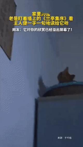 “完了解释不清了！”一博主发视频称，家里的猫老是盯着《兰亭集序》看，博主发现了自