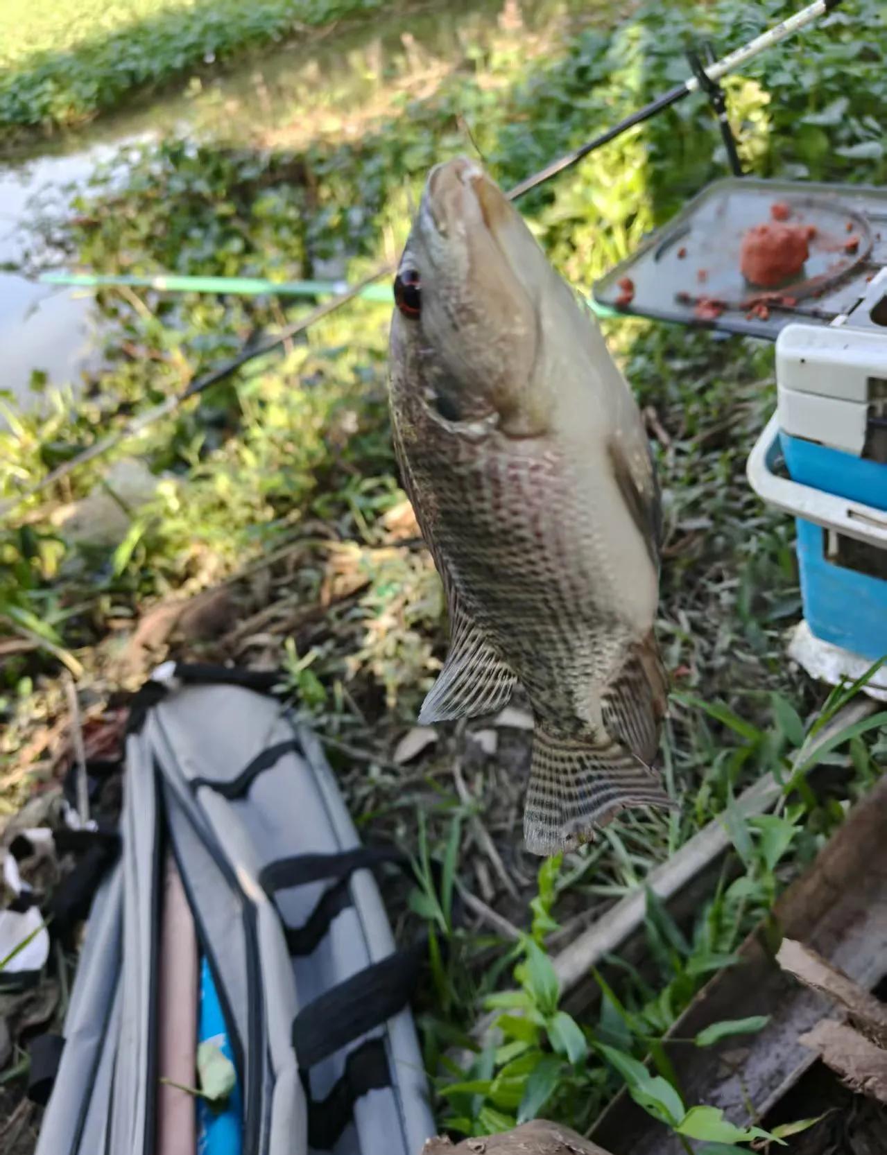 水边上吵起来了。因为几条鱼。一个说，你占了我上午打的窝。另一个说，凭的是自