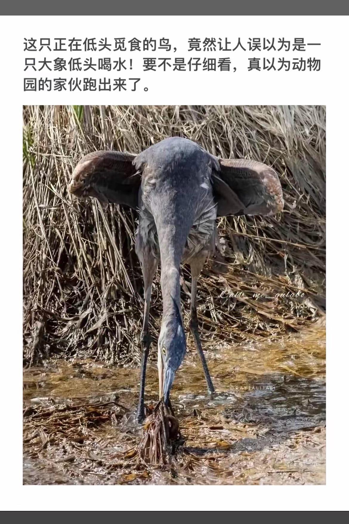 “低头觅食的鸟，竟然让人误以为是大象喝水！”🐦🐘