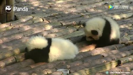 熊猫的视频大全播放 2587136488833661168.jpg?id=0