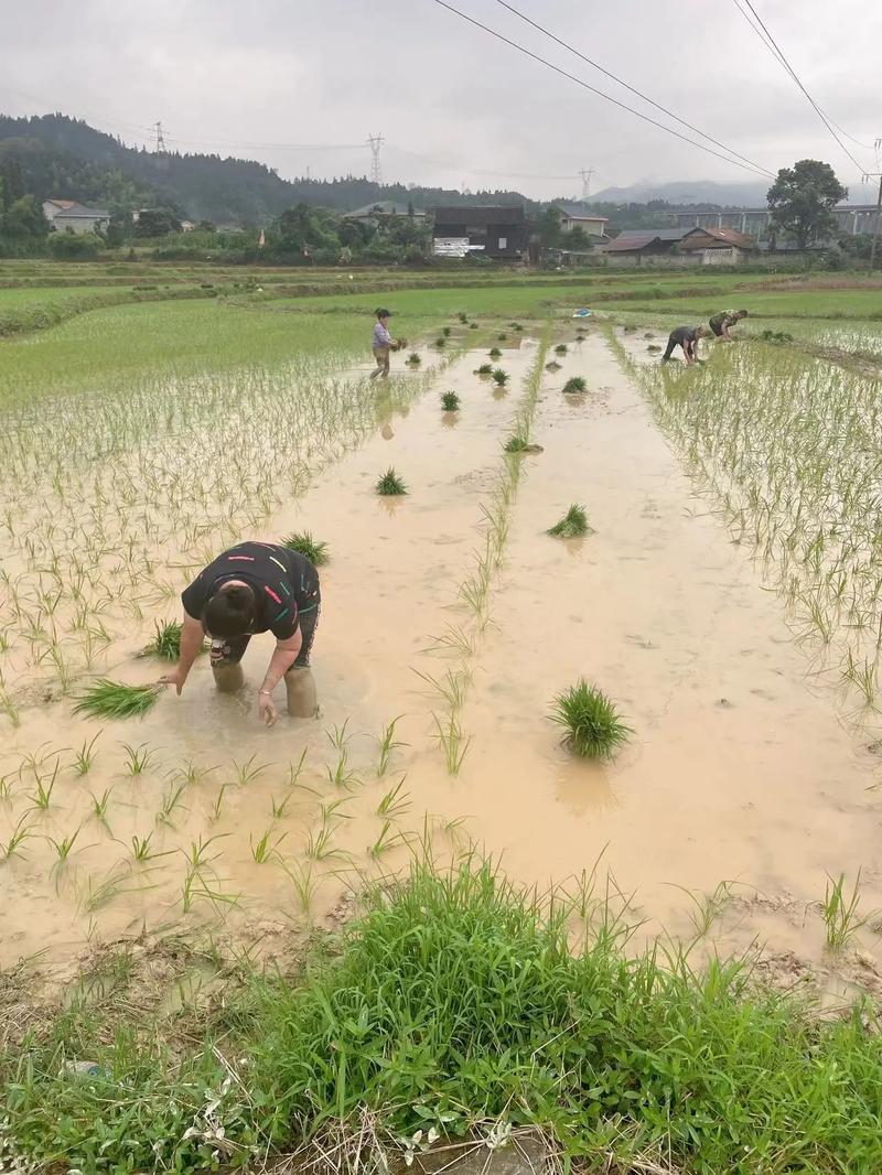 为了让农民捞到实惠,那就要提高粮食价格、限制或降低化肥、农药等所有生产资料价格同