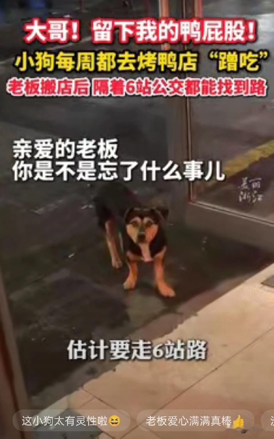 破大防了！江苏常州一只小狗，为了一口鸭屁股，竟然跨越了大半个城区！之前在