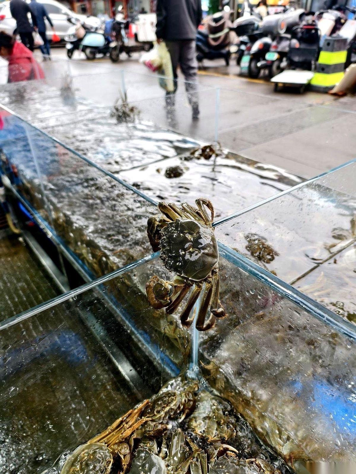 10块钱一只。将近半斤重的大闸蟹。我今天在水产市场，以为自己耳朵出了毛病，反