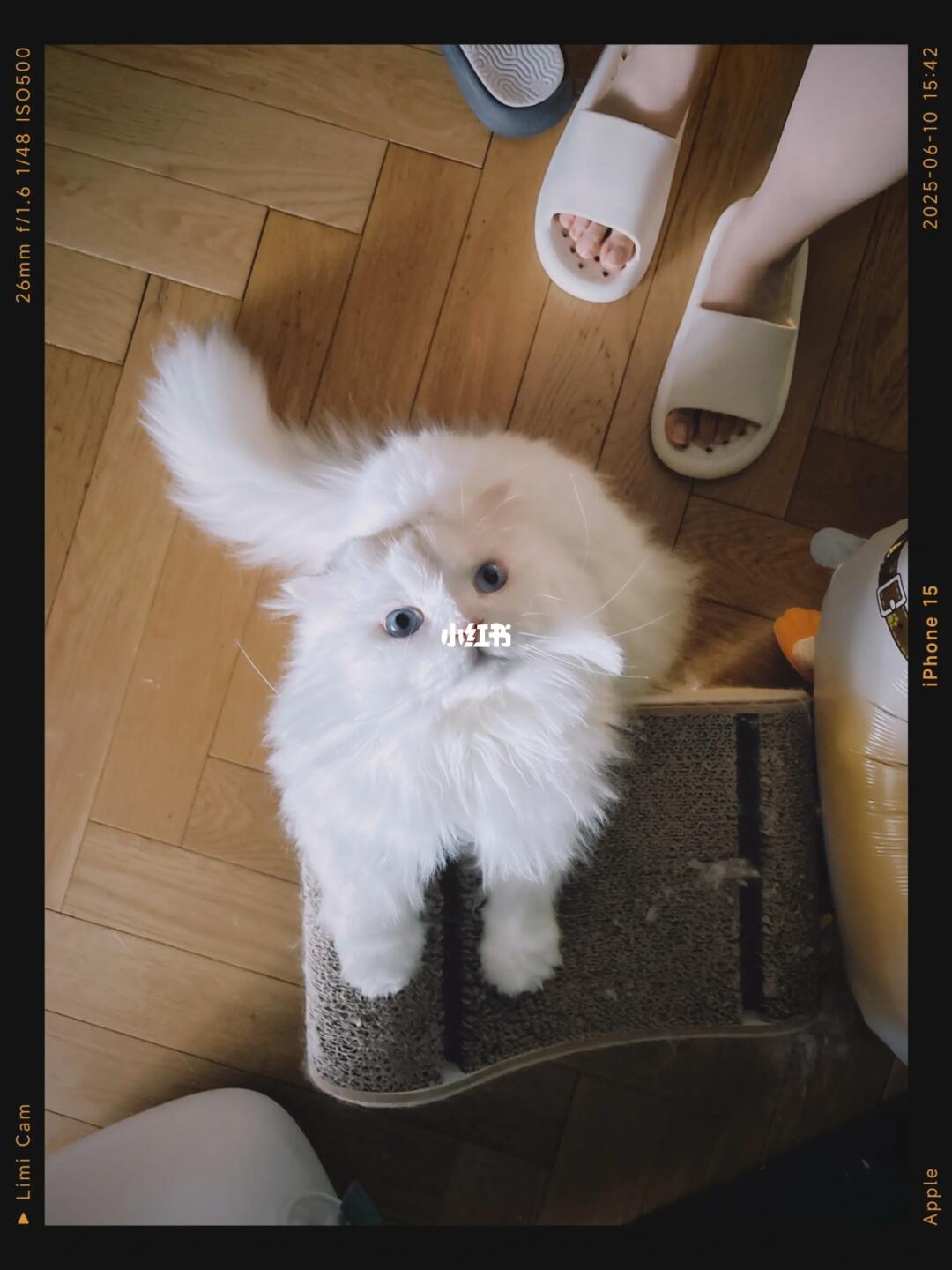 小猫咪一抬头满眼都是你