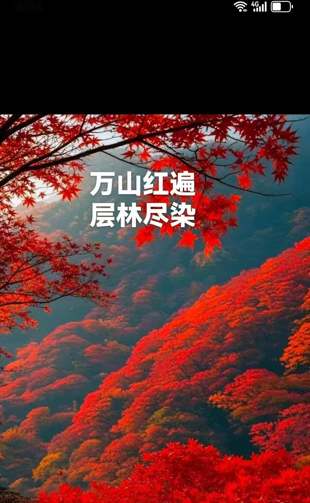 （贺兰沙棘）满江红•兰花（1）2024/11/01垂首兰花，自难似，昔