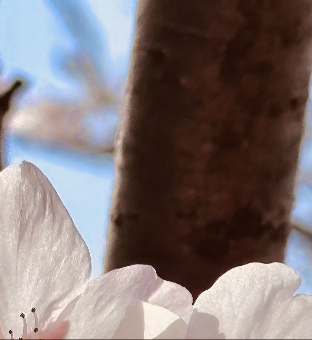 以善良为师，得到的是正义和正直的教诲，即使步履平凡，也不失不俗的境界。善良使人的