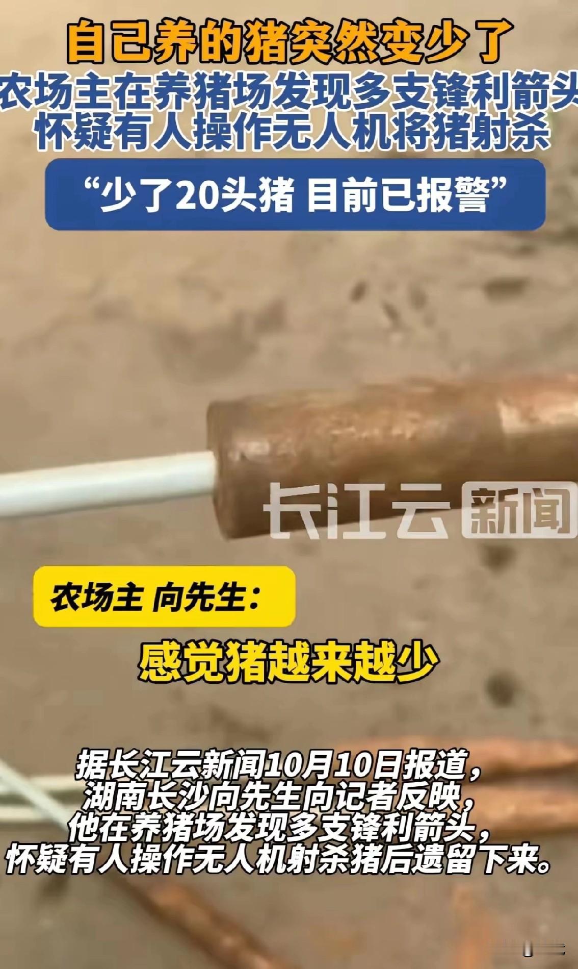 向先生怎么也没想到，自己散养在茶山上的百头猪，竟会遭遇“空中劫匪”。短短几个月，