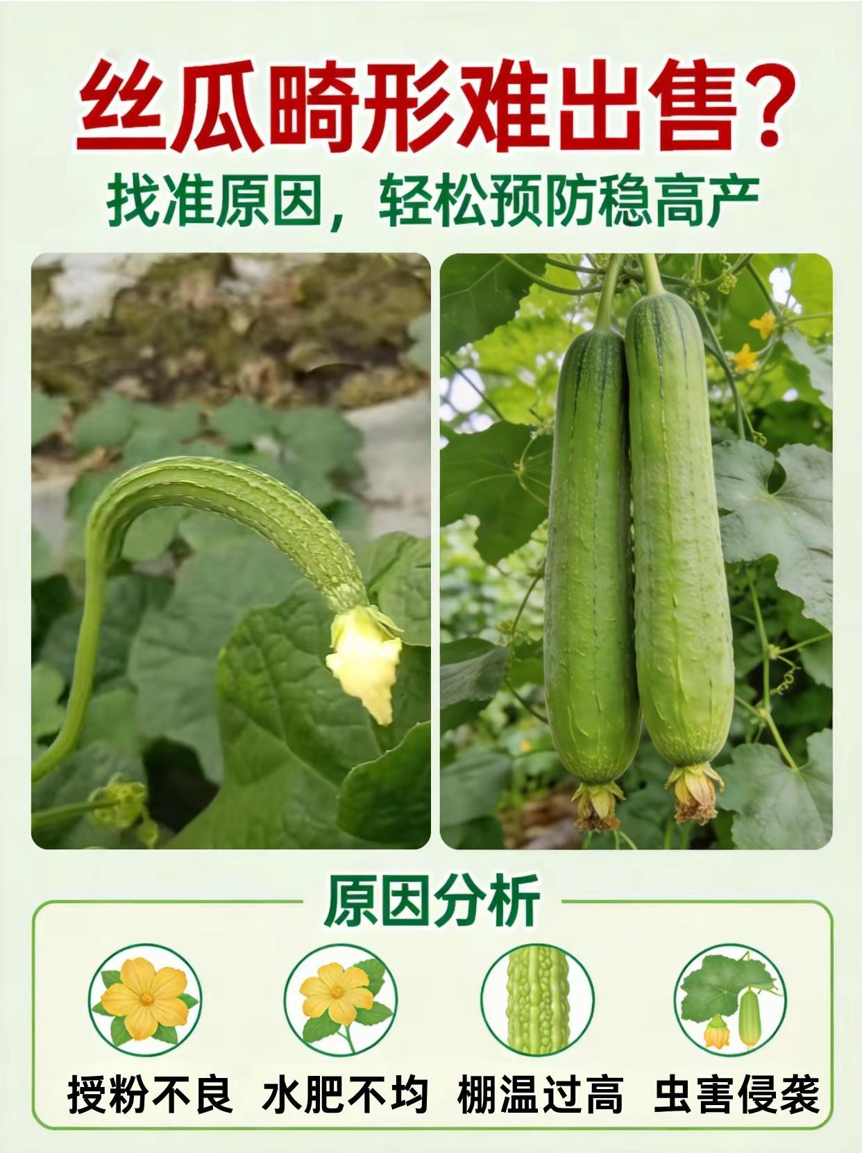 丝瓜畸形难出售？找准原因，轻松稳高产。丝瓜种植