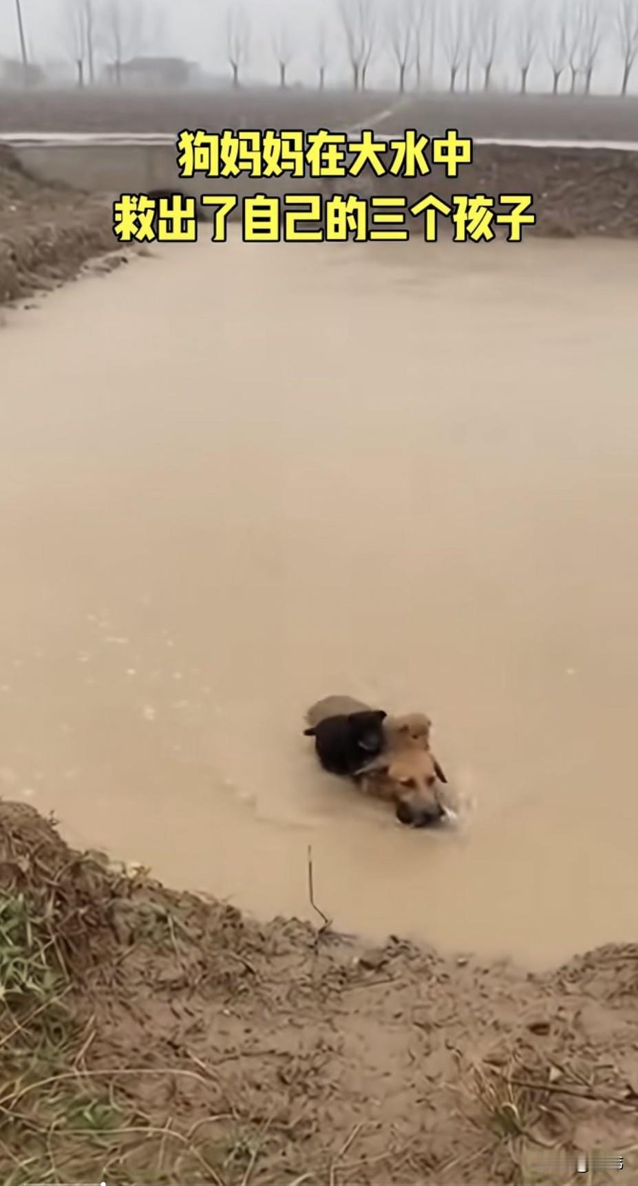 泪目了！一只流浪狗妈妈把家安在了一个水沟的洞里，结果突然普降大雨，它的家被大水淹