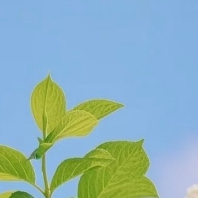 每日一善每日一善️‎阳光‎信用绣球花的种植方法：1.栽培方式：腐叶土+泥