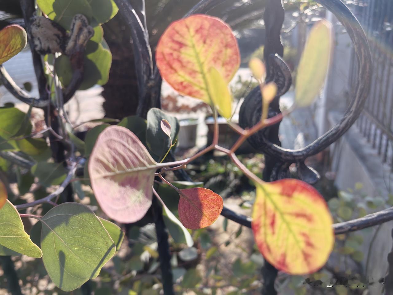 我们这里有个男人，年轻时长得英俊潇洒，但是家里很穷，好在有人看他聪明能干，不嫌他