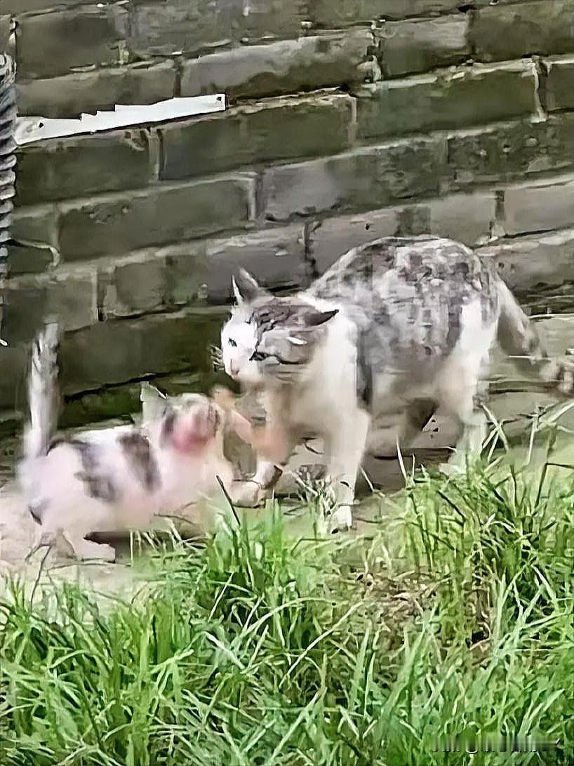 斑驳的墙角边，花猫妈妈叼着一条熟鱼，兴冲冲地跑过来，它蓬松的毛上粘着尘土，却掩不