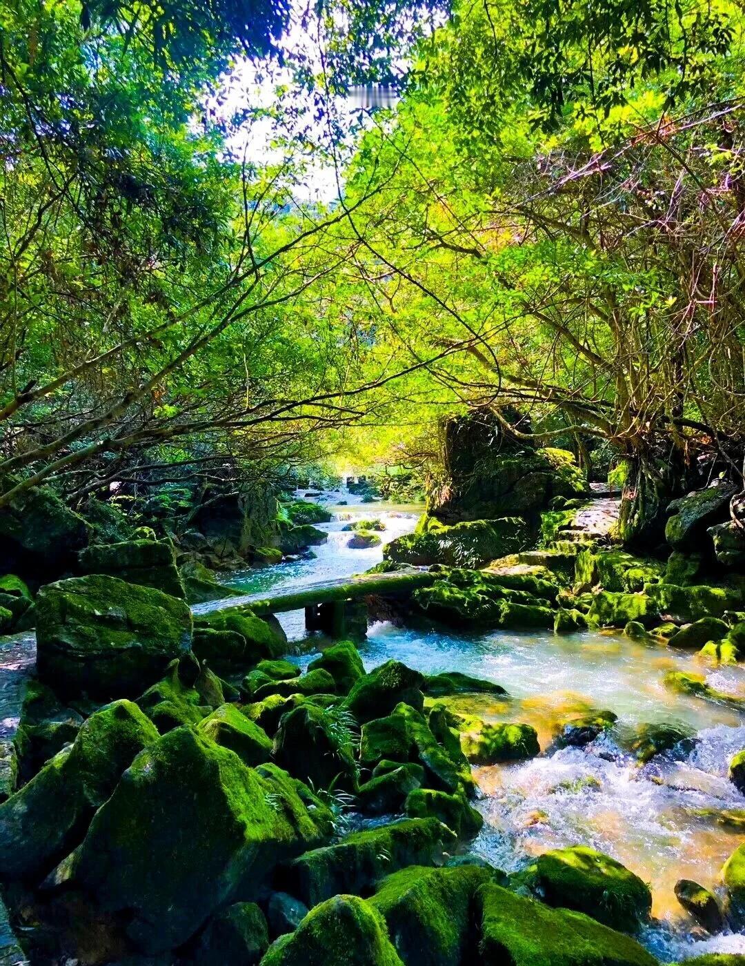 9月茂兰｜闯入绿野仙踪，原始森林轻徒步荔波不只有小七孔，还有一个被《中国国家地
