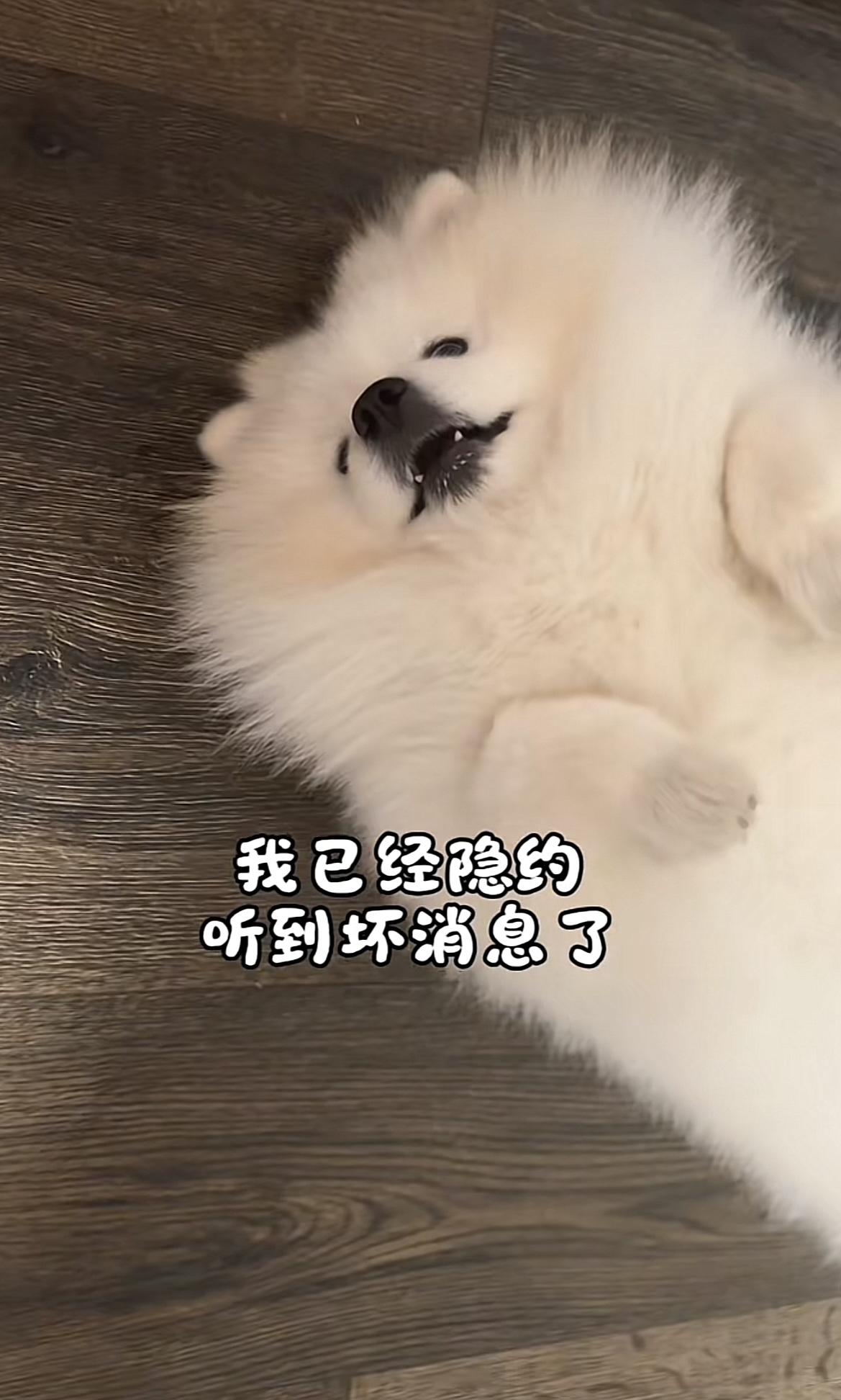 山东烟台，身价5万的伯恩山犬啾啾家里要出“大事”了，它的大哥淘淘，就要被摘掉小铃