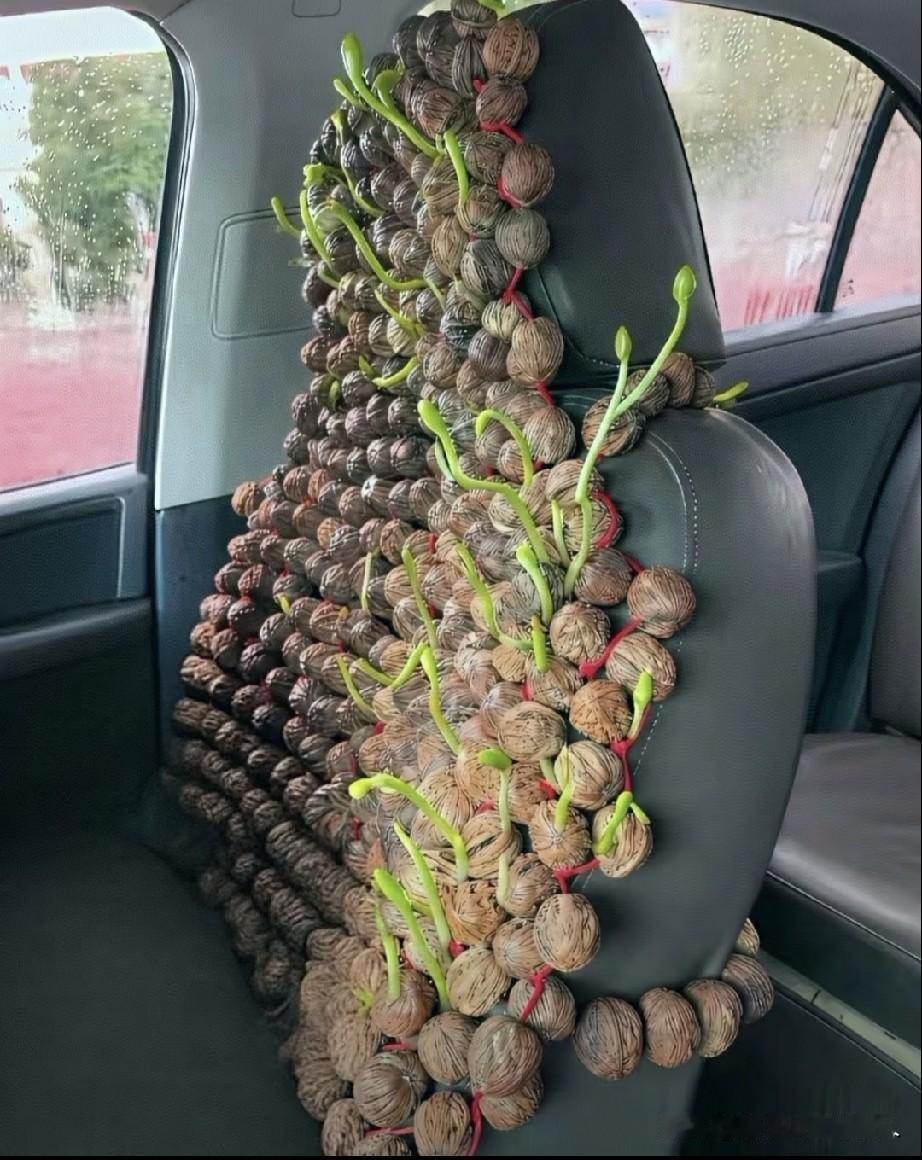 这不太可能？核桃发芽🌱