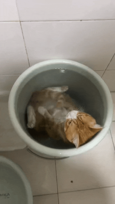 哎呀妈呀老铁们，谁家橘猫这么佛系啊！老老实实泡在水桶里，一声不吱也不挣扎，安安